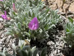 Cushion Milkvetch thumbnail 2
