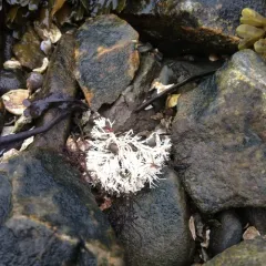 Common Coralline thumbnail 2