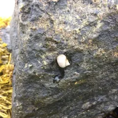 Rough Periwinkle thumbnail 2