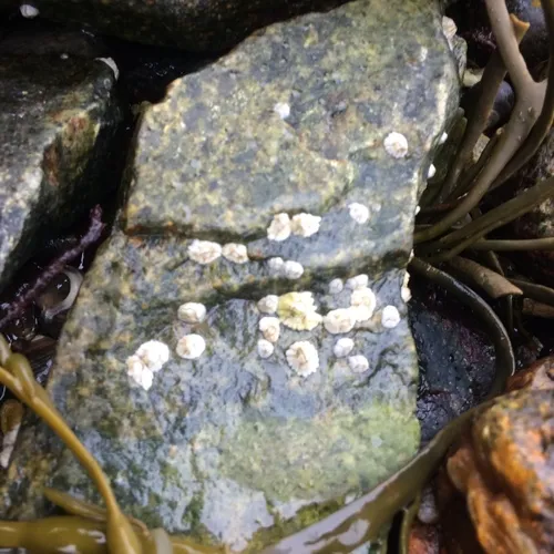 Northern Acorn Barnacle