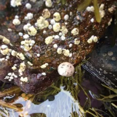 Common Periwinkle thumbnail 3