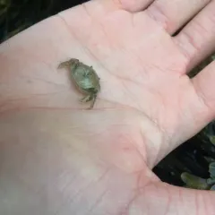 European Green Crab thumbnail 4