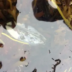 Blue Mussel thumbnail 3
