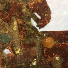 Plumose Anemone thumbnail 2
