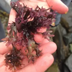 Irish Moss thumbnail 3