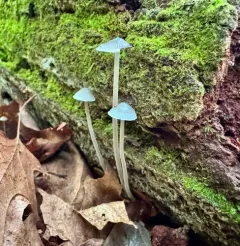 Mycena subcaerulea thumbnail 3