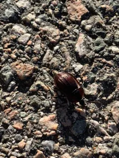 Black snail beetle thumbnail 4