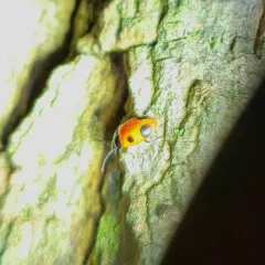 Two-spotted Handsome Fungus Beetle thumbnail 4