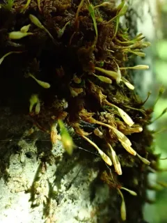 Drummond's Pincushion Moss thumbnail 2