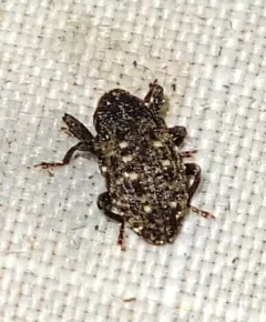 Apteromechus ferratus thumbnail 3