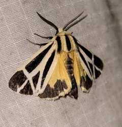Nais Tiger Moth thumbnail 3