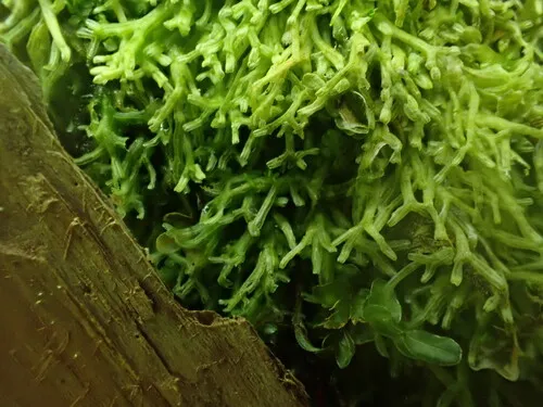 Metzgeria lindbergii