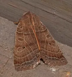 Silky Sallow thumbnail 4