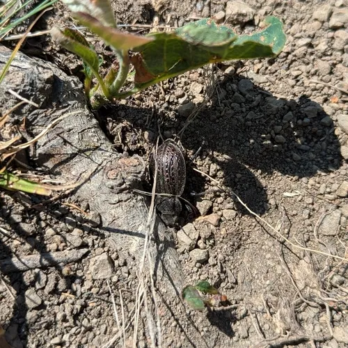 Calosoma moniliatum