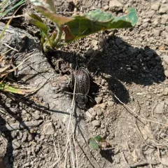 Calosoma moniliatum thumbnail 1