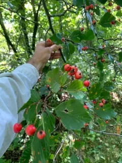 fleshy hawthorn thumbnail 1