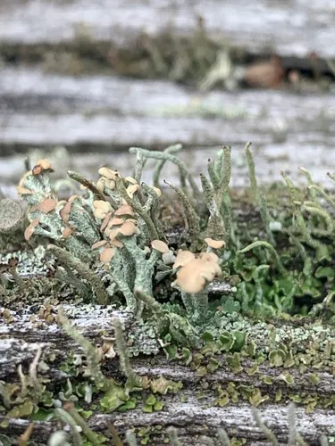Wooden Soldiers Lichen