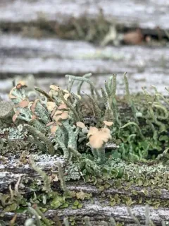 Wooden Soldiers Lichen thumbnail 1
