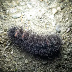Giant Leopard Moth thumbnail 3