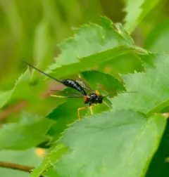 Rhyssella nitida thumbnail 4