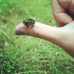 Pacific chorus frog thumbnail 3