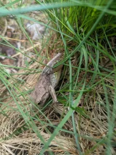 Cuban Tree Frog thumbnail 4