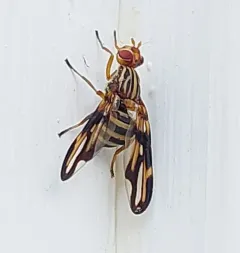 Idana marginata thumbnail 4