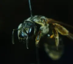 Parallel-striped Sweat Bee thumbnail 4
