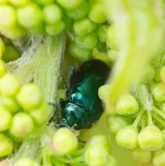 Grape Flea Beetle thumbnail 3