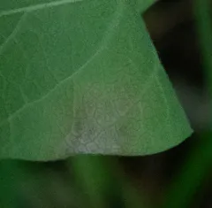 Honeysuckle Leaf Blight thumbnail 4