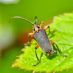 Double-lined Longhorn Beetle thumbnail 1
