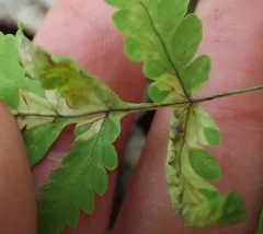 oak fern rust thumbnail 2