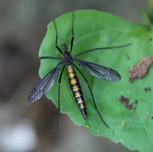 Tipula disjuncta