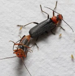 Downy Leather-winged Beetle thumbnail 3