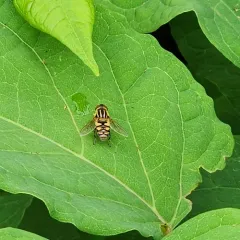 Shiny Bog Fly thumbnail 4