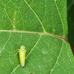 Pagaronia minor thumbnail 4