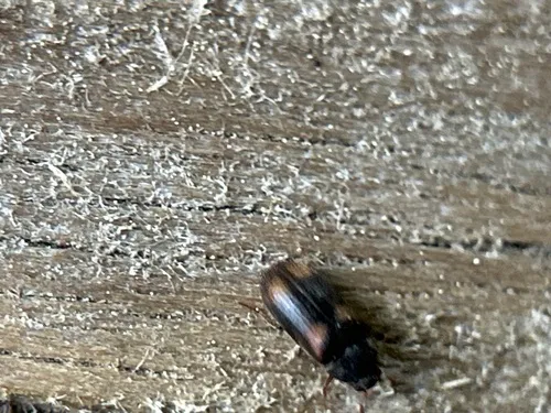 Megatoma graeseri