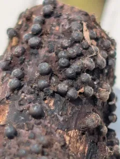 Rosellinia corticium thumbnail 4