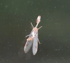 Four-spotted Mantidfly thumbnail 3