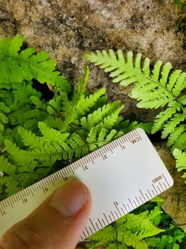 Tennessee bulblet fern