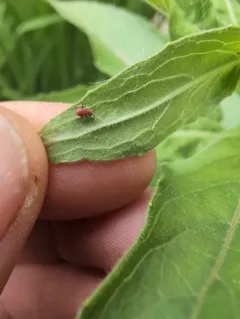 Campylomma verbasci thumbnail 3