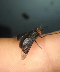 Charcoal Deer Fly thumbnail 4