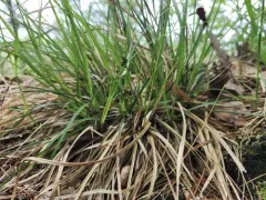 Black-edge Sedge thumbnail 2