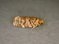 Jack Pine Tube Moth thumbnail 4