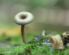 The Goblet thumbnail 1