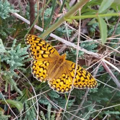 Callippe Fritillary thumbnail 2