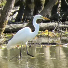 Great Egret thumbnail 1