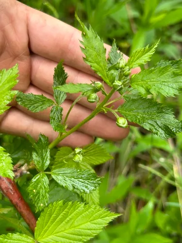 Sharp-toothed Blackberry