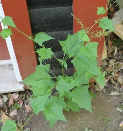 American maple-leaved goosefoot thumbnail 3