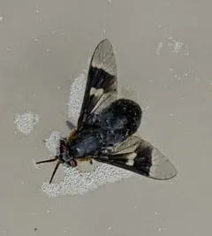 Ring-clawed Deer Fly thumbnail 3